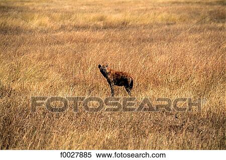 Stock Photography - Tanzania, Serengeti National Park, hyena. Fotosearch