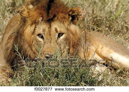Tanzania, Serengeti National Park, lion View Large Photo Image Stock Photo - Tanzania, Serengeti National Park, lion. Fotosearch