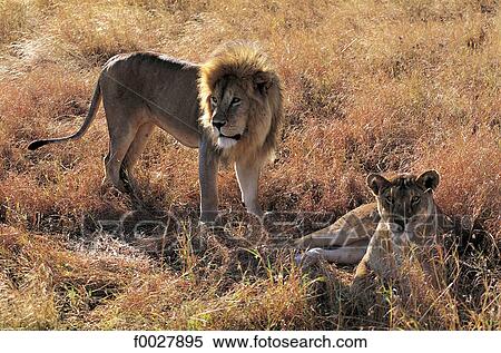 Tanzania, Serengeti National Park, lion and lioness View Large Photo Image Stock Photography - Tanzania, Serengeti National Park, lion and lioness. Fotosearch