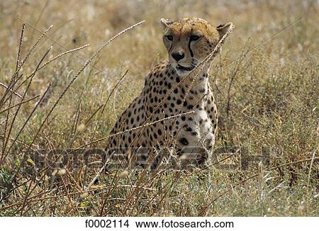 Tanzania, Serengeti National Park, cheetah View Large Photo Image Picture - Tanzania, Serengeti National Park, cheetah. Fotosearch