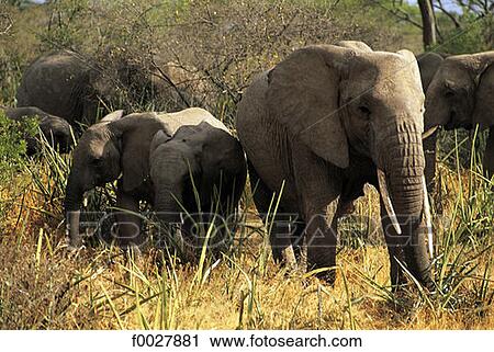 Tanzania, Serengeti National Park, elephants View Large Photo Image Stock Image - Tanzania, Serengeti National Park, elephants. Fotosearch
