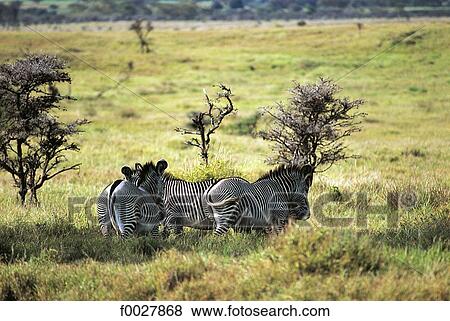 Stock Photo - Tanzania, Serengeti National Park, zebras. Fotosearch