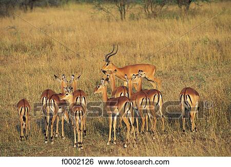 Tanzania, Serengeti National Park, impalas View Large Photo Image Stock Photograph - Tanzania, Serengeti National Park, impalas. Fotosearch