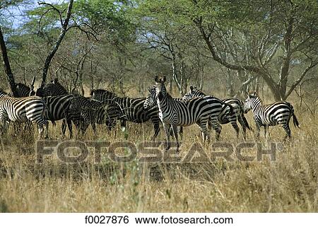 Tanzania, Serengeti National Park, zebras View Large Photo Image Stock Photograph - Tanzania, Serengeti National Park, zebras. Fotosearch