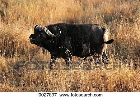 Stock Photo - Tanzania, Serengeti National Park, wild buffalo. Fotosearch