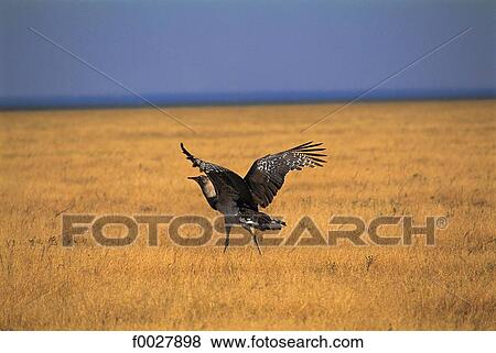 Tanzania, Serengeti National Park, wild bustard View Large Photo Image Stock Photo - Tanzania, Serengeti National Park, wild bustard. Fotosearch
