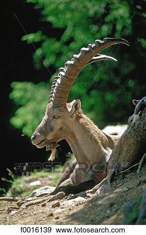 France, Alps, Chamonix valley, ibex View Large Photo Image Stock Photo - France, Alps, Chamonix valley, ibex. Fotosearch