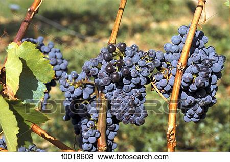 France, Languedoc, Argelès, vineyards, Grenache variety View Large Photo Image Stock Photo - France, Languedoc, Argelès, vineyards, Grenache variety. Fotosearch
