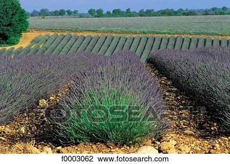 France, Provence, Aix-en-Provence, lavender fields View Large Photo Image Stock Image - France, Provence, Aix-en-Provence, lavender fields. Fotosearch