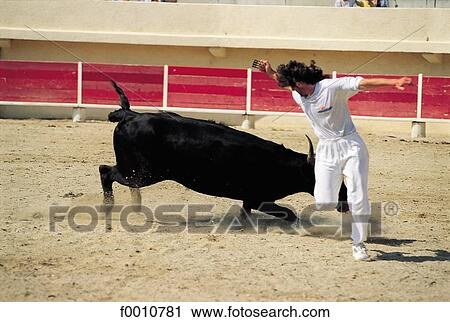 France, Provence, Arles, young cow running View Large Photo Image Stock Image - France, Provence, Arles, young cow running. Fotosearch