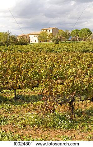 France, Provence, vineyard in Luberon View Large Photo Image Stock Image - France, Provence, vineyard in Luberon. Fotosearch