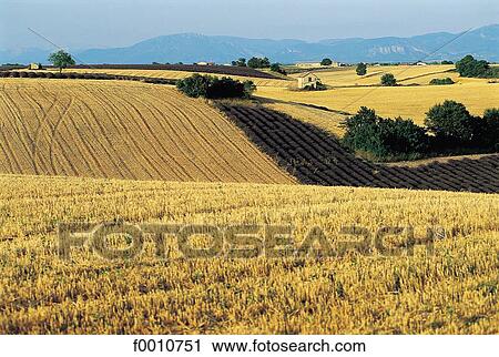 France, Provence, wheat and lavender fields View Large Photo Image Stock Image - France, Provence, wheat and lavender fields. Fotosearch