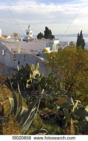 Tunisia, Sidi Bou Said, cactus in the foreground View Large Photo Image Stock Photo - Tunisia, Sidi Bou Said, cactus in the foreground. Fotosearch