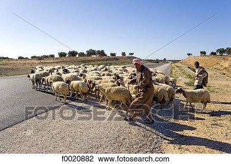 Stock Image - Tunisia, Sidi Hassine village, shepherd and his flock. Fotosearch