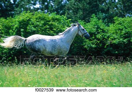 Stock Photo - Slovenia, lipizzaner white horse galloping. Fotosearch