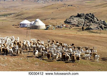 China, Xinjiang, Altay Massif, Kazak nomad camp and herd of sheep View Large Photo Image Stock Image - China, Xinjiang, Altay Massif, Kazak nomad camp and herd of sheep. Fotosearch