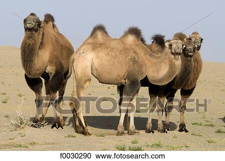 China, Xinjiang, camels View Large Photo Image Stock Image - China, Xinjiang, camels. Fotosearch