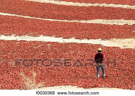 China, Xinjiang, dried peppers View Large Photo Image Stock Photo - China, Xinjiang, dried peppers. Fotosearch