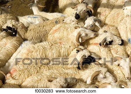 China, Xinjiang, Keriya, market, sheeps View Large Photo Image Stock Image - China, Xinjiang, Keriya, market, sheeps. Fotosearch