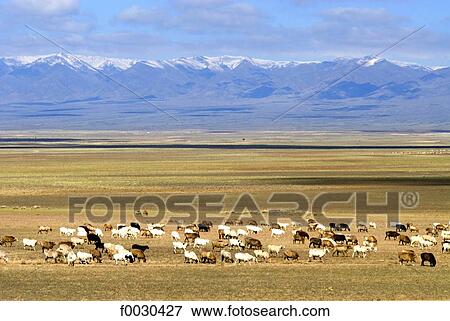 China, Xinjiang, south of Buerjin, herd View Large Photo Image Stock Photo - China, Xinjiang, south of Buerjin, herd. Fotosearch