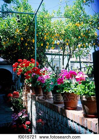 Stock Image - Spain, Andalusia, Granada, flowered patio in Albaizin. Fotosearch