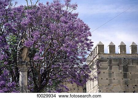Picture - Spain, Andalusia, Jerez de la Frontera, jacaranda tree blossoming by the Alcazar. Fotosearch