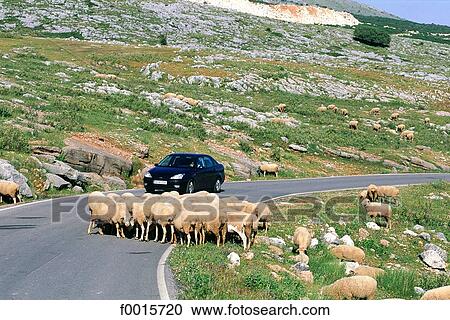 Stock Image - Spain, Andalusia, near Cordoue, Sierra de Cabra, herd of sheeps. Fotosearch