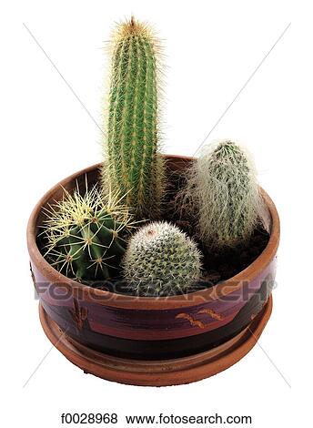 World symbols: Cactus (Mexico) View Large Photo Image Stock Photo - World symbols: Cactus (Mexico). Fotosearch
