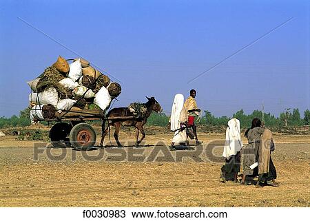 Ethiopia, Bahar Dar, towards market, saddled cart View Large Photo Image Stock Image - Ethiopia, Bahar Dar, towards market, saddled cart. Fotosearch