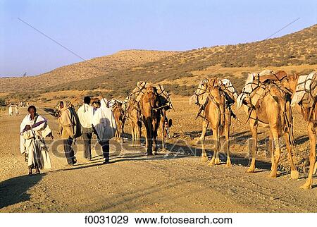 Ethiopia, Tigré region, caravan of camels carrying salt View Large Photo Image Stock Photo - Ethiopia, Tigré region, caravan of camels carrying salt. Fotosearch