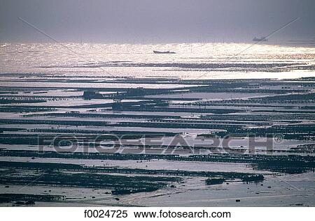 France, Brittany, Cancale, oyster-farms at low tide View Large Photo Image Stock Photography - France, Brittany, Cancale, oyster-farms at low tide. Fotosearch