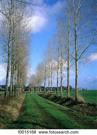 France, Brittany, near Plélo, poplars alley View Large Photo Image Stock Photo - France, Brittany, near Plélo, poplars alley. Fotosearch