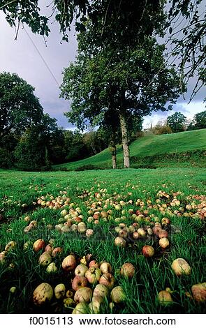 France, Brittany, Plélo, apples for cider fallen of the tree View Large Photo Image Stock Image - France, Brittany, Plélo, apples for cider fallen of the tree. Fotosearch