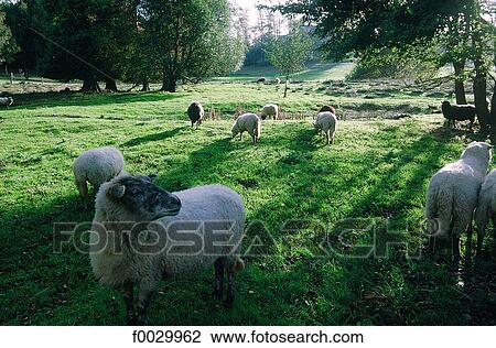 France, Brittany, sheeps in a meadow View Large Photo Image Stock Image - France, Brittany, sheeps in a meadow. Fotosearch