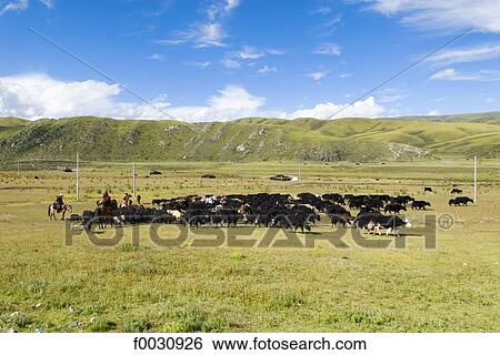 China, Sichuan, between Rongpatsa and Manigango, herd of yaks View Large Photo Image Stock Photograph - China, Sichuan, between Rongpatsa and Manigango, herd of yaks. Fotosearch