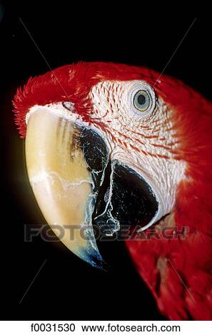 Thailand, Bangkok, Chatuchak market, thai parrot View Large Photo Image Stock Image - Thailand, Bangkok, Chatuchak market, thai parrot. Fotosearch