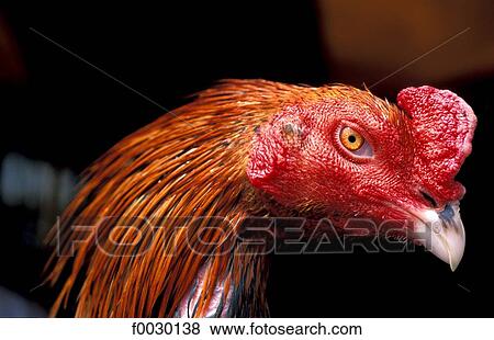 Thailand, Bangkok, Chatuchak market, fighting cock portrait View Large Photo Image Stock Photo - Thailand, Bangkok, Chatuchak market, fighting cock portrait. Fotosearch