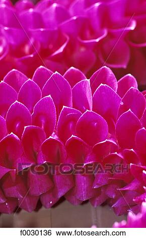 Thailand, Bangkok, Pak Klong Talat market, orchids lei, close up View Large Photo Image Stock Photograph - Thailand, Bangkok, Pak Klong Talat market, orchids lei, close up. Fotosearch