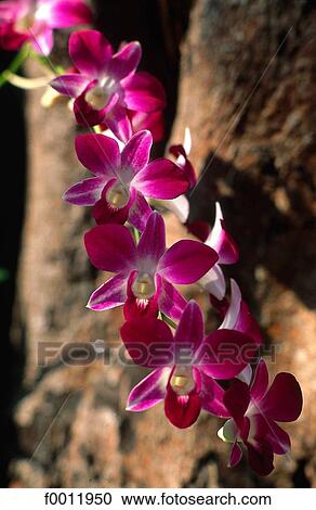 Stock Image - Thailand, Bangkok, Pakok Talat market, orchids. Fotosearch