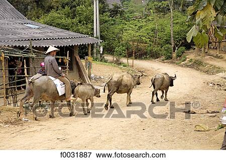 Vietnam, Bac Ha village, Hmong peasant. View Large Photo Image Stock Photo - Vietnam, Bac Ha village, Hmong peasant.. Fotosearch