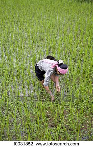 Vietnam, Mai Chau, ricefields. View Large Photo Image Stock Image - Vietnam, Mai Chau, ricefields.. Fotosearch