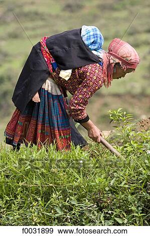 Vietnam, on the road to Sappa, woman working in fields with her child on the back. View Large Photo Image Stock Photo - Vietnam, on the road to Sappa, woman working in fields with her child on the back.. Fotosearch