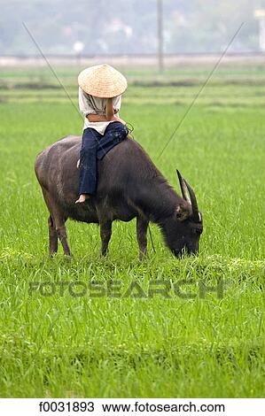 Stock Image - Vietnam, road to Halong bay, woman on a ox.. Fotosearch
