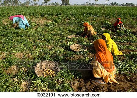 India, Haryana, harvest of potatoes. View Large Photo Image Stock Image - India, Haryana, harvest of potatoes.. Fotosearch