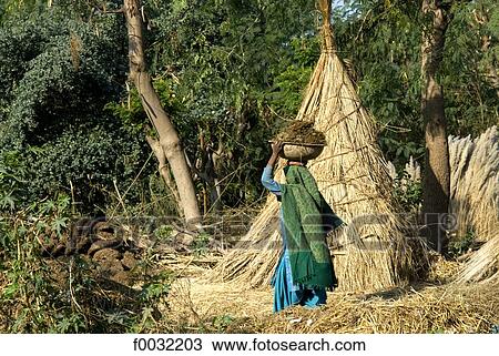 India, Haryana, woman picking up cowpat. View Large Photo Image Stock Image - India, Haryana, woman picking up cowpat.. Fotosearch