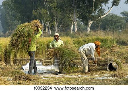 Picture - India, Punjab, basmati rice cultivation.. Fotosearch