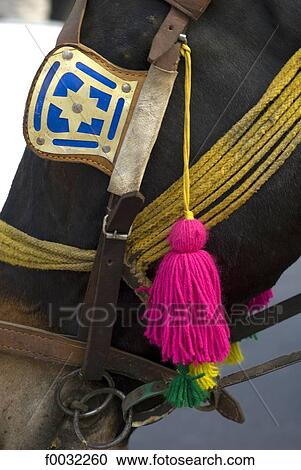 India, Punjab, Patiala, horse. View Large Photo Image Stock Image - India, Punjab, Patiala, horse.. Fotosearch