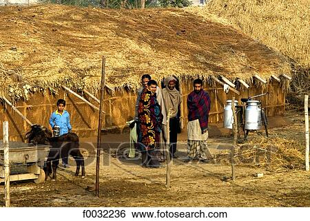 India, Punjab, producer of buffalo's milk. View Large Photo Image Stock Photograph - India, Punjab, producer of buffalo's milk.. Fotosearch