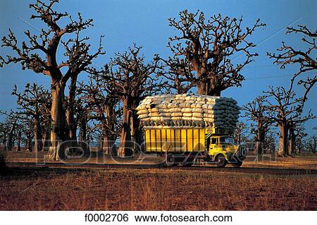 Stock Photograph - Cape Verde, trucks and baobabs. Fotosearch
