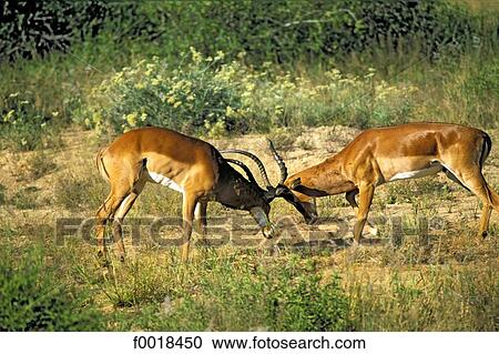 Stock Image - Kenya, Laikipia, Il Ngwesi.. Fotosearch